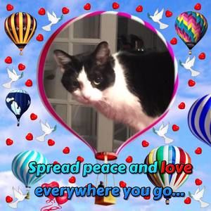 Meet your Posher, Donna